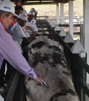 Mais de 800 animais são vacinados contra aftosa em Murici