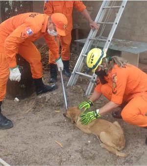 Bombeiros resgatam cachorro do telhado em Maragogi