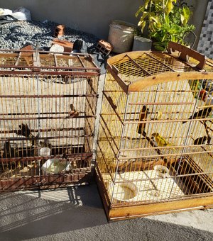 Mais de 180 pássaros foram apreendidos durante “ Curupira 11”