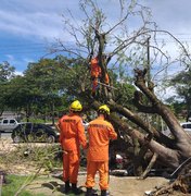 Comerciantes são atingidos por queda de árvore em avenida de Maceió