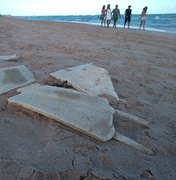 Ossada de tartaruga é encontrada em praia de Maragogi