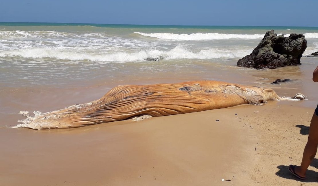 Baleia jubarte e tartaruga aparecem mortas em praias do Litoral Sul