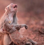 Veja macaca 'chorando' ao socorrer filhote inconsciente em foto