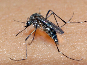 Veja as cidades que estão em alerta por risco de surto de dengue em AL