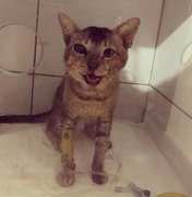 [Vídeo] Protetora animal resgata gatinho vítima de maus tratos e pede ajuda para tratamento