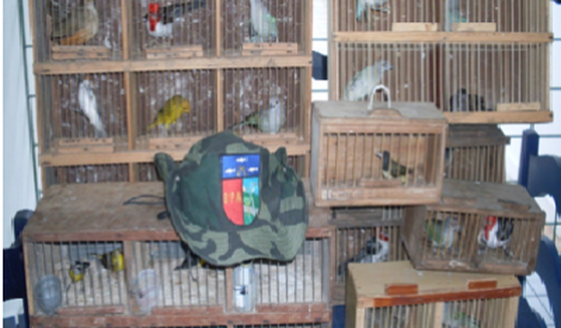 Batalhão Ambiental apreende 35 pássaros em São José da Lage