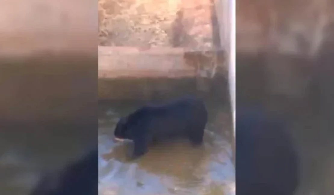 Urso do Zoo de Brasília se refresca no dia mais quente do ano