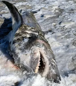 Tubarão é encontrado congelado em praia após onda de frio nos EUA