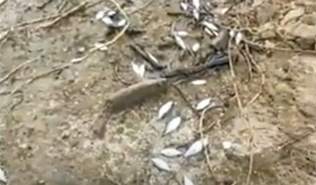 [Vídeo] Ribeirinhos alertam para mortandade de peixes juvenis após redução de vazão no Rio São Francisco