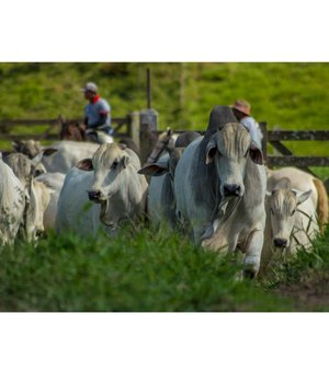 Adeal convoca criadores de gado para vacinar animais contra febre aftosa