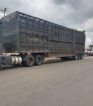Carreta transportando gado de forma irregular é abordada em Arapiraca