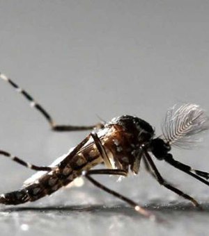 Aedes deixa 1 em cada 4 municípios do país sob risco de novos surtos