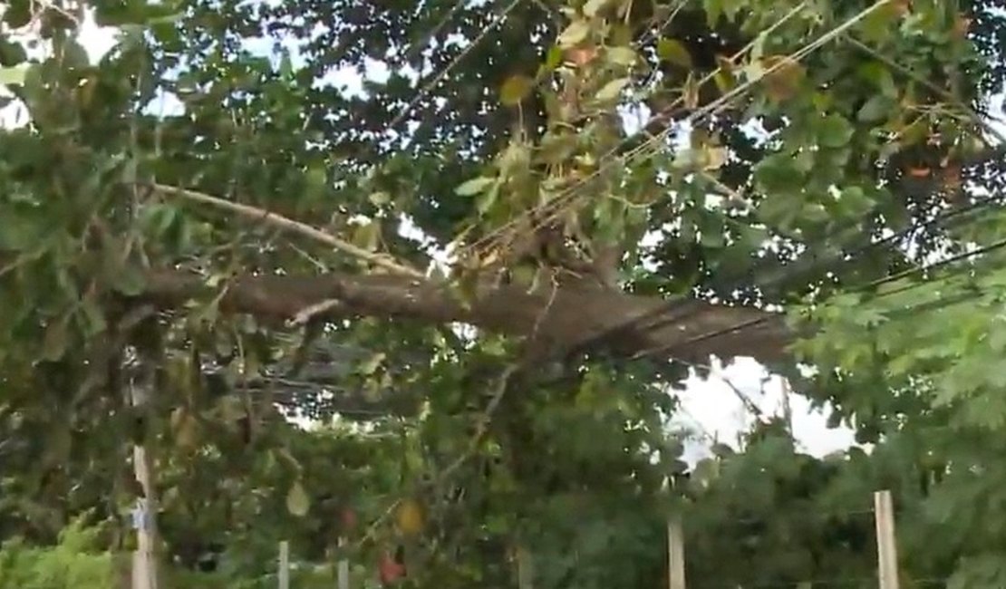 Moradores do Pontal da Barra ficam sem energia após árvore cair em fios elétricos