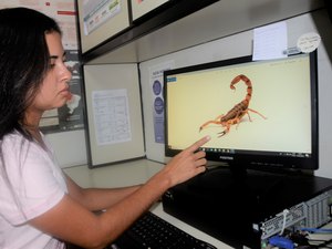 Sesau orienta quando e onde procurar atendimento em casos de picadas de escorpiões