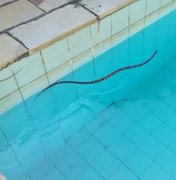 Bombeiros resgatam cobra em piscina de residência em União dos Palmares