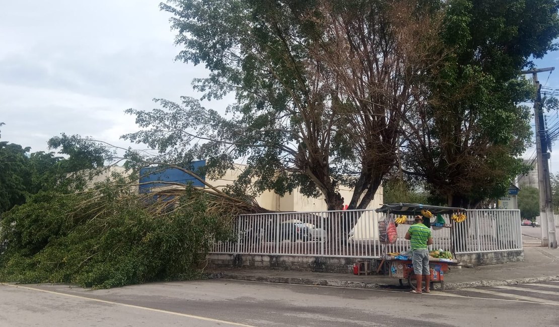 Chuvas atingem árvore do prédio da OAB em Arapiraca