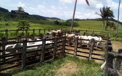 Adeal promove Dia D de vacinação contra raiva animal em Alagoas