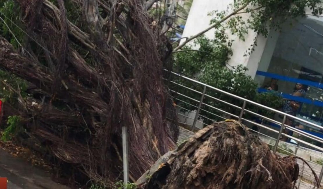 Árvore cai em calçada no bairro da Cruz das Almas