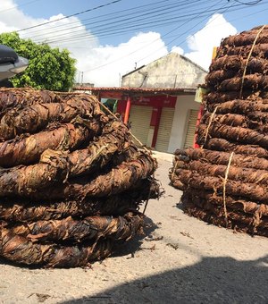 Fumo apresenta queda no preço do quilo em feira de Arapiraca