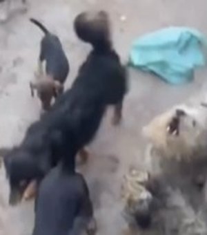 Homem resgata 26 cães vivendo em situação insalubre em Maceió