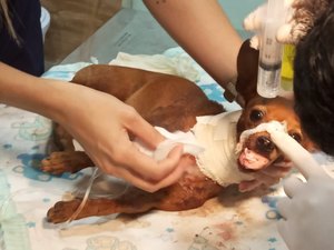 Cachorro espancado e esfaqueado no pescoço luta pela vida