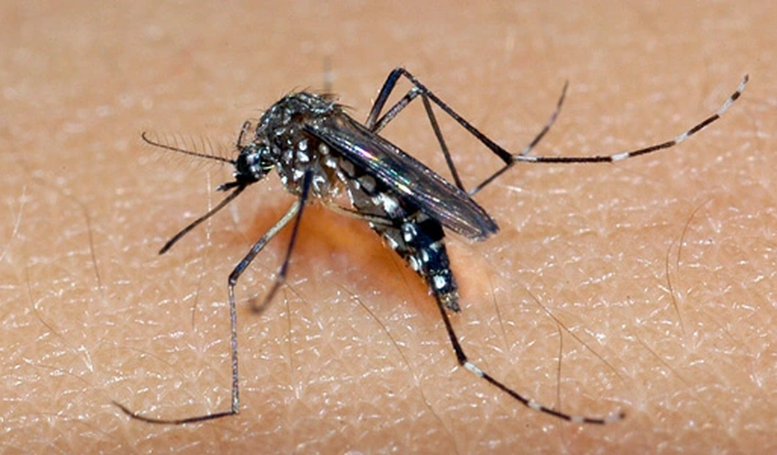 Alagoas têm redução de 90% em casos de zika vírus