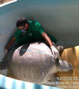 Tartaruga verde encontrada em Maragogi no domingo não resiste e morre