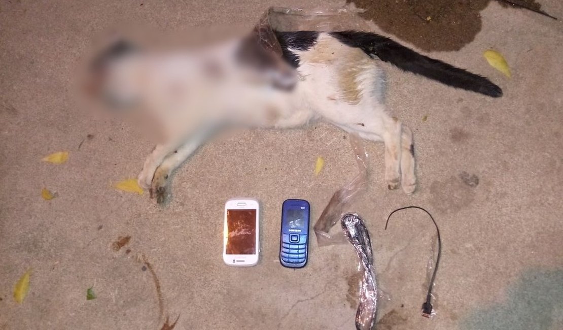 Cachorro mata gato que transportava celulares para dentro de presídio