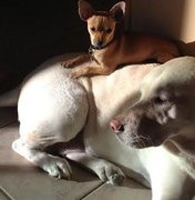 Labradora adotada vira 'cama' para outros cães pequenos