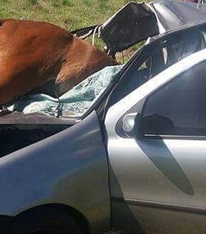 [Vídeo] Casal sai ileso após cavalo atravessar para-brisa de veículo