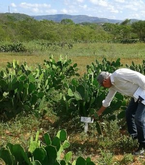 Emater avalia novos genótipos de palma forrageira resistente a pragas