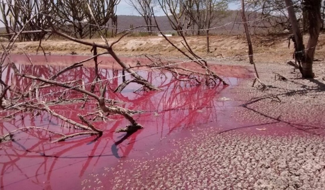Dejetos de pocilga deixa água de lagoa vermelha