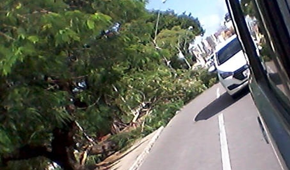 Árvore cai e obstrui parte de pista na  Praça Centenário, em Maceió