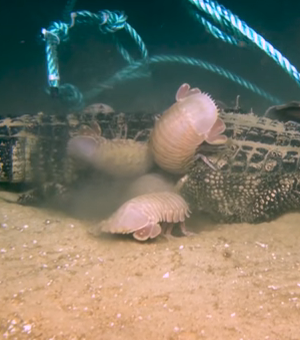 [Vídeo] Crustáceos gigantes devoram jacaré no mar 