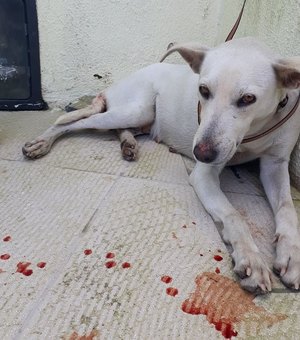 Cadela resgatada em rua de Arapiraca está com câncer e precisa de tratamento