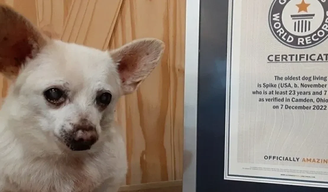 Abandonado idoso, Chihuahua de 23 anos recebe título de cachorro mais velho do mundo