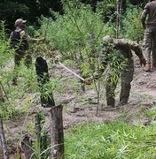 Polícia baiana localiza plantação de maconha avaliada em R$ 2,2 milhões