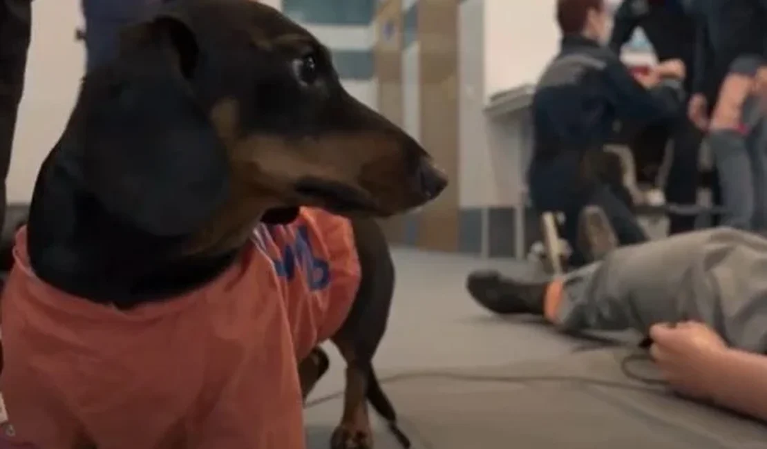 Vídeo: conheça o “cão psicólogo” que ajuda a Defesa Civil de Moscou