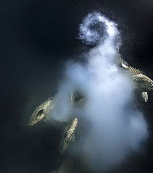 Imagem de 'sexo explosivo' vence concurso de fotos de vida selvagem