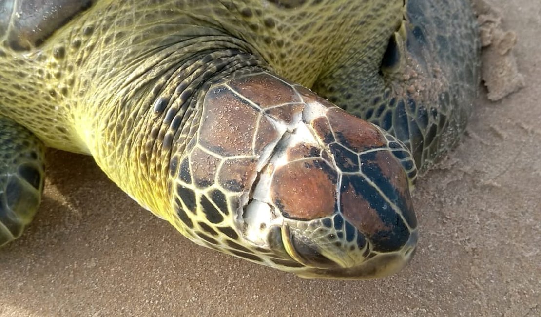 Tartaruga ferida é encontrada na praia da Jatiúca, em Maceió 