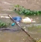 [Vídeo] Corpo boiando é encontrado no Rio Mundaú em Murici