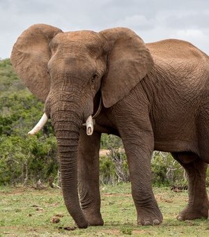Fezes de elefante curam a Covid-19? Entenda 'fake news' que viralizou na África