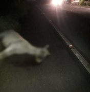 Cavalo morre após colisão com carro na BR-104, em União dos Palmares