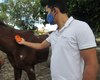 Animais apreendidos pela Prefeitura de Penedo são rastreados por chip