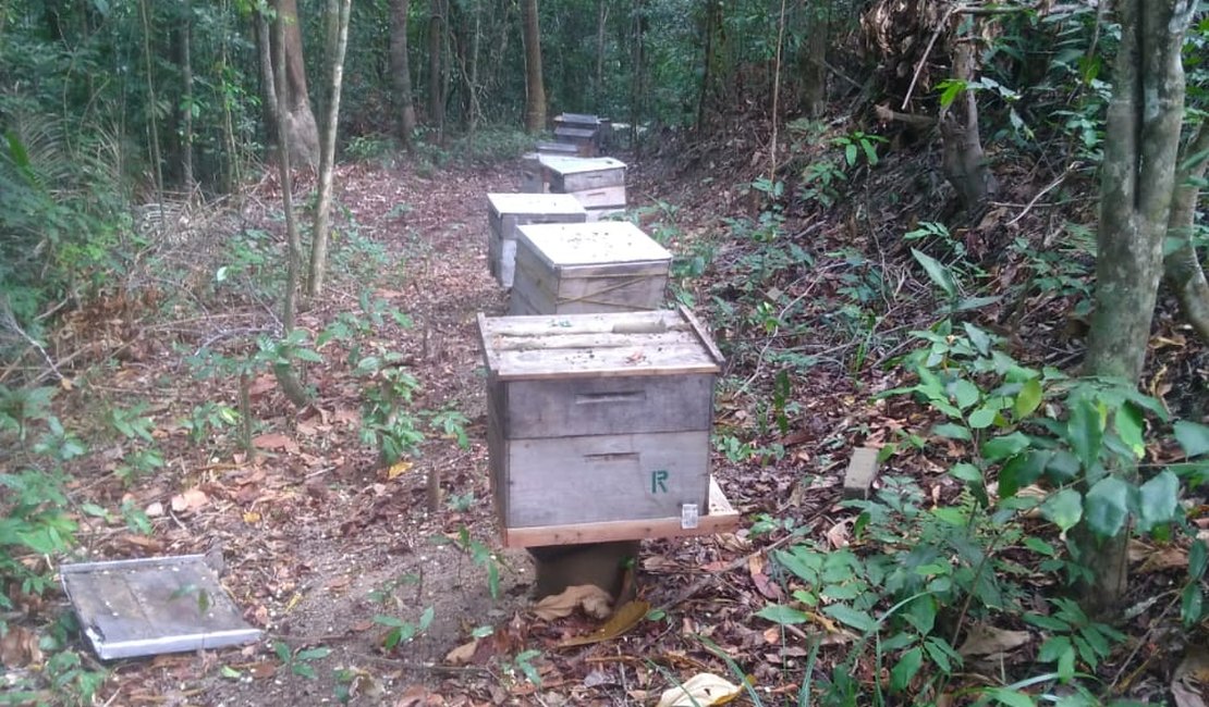Envenenamento de abelhas causa prejuízo de mais de R$ 15 mil em Maragogi