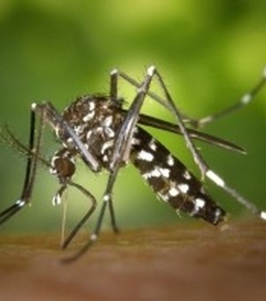 Plantas da Caatinga podem ajudar a combater Aedes aegypti