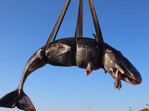 Cachalote é encontrada morta com 22 quilos de plásticos no estômago 