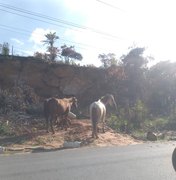 Cavalos às margens da AL 101 Norte causam perigo em Maragogi