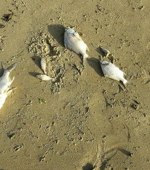 IMA divulga resultado da análise sobre mortandade de peixes em Porto de Pedras