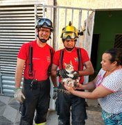 [Vídeo] Bombeiros resgatam gato preso entre paredes em União dos Palmares